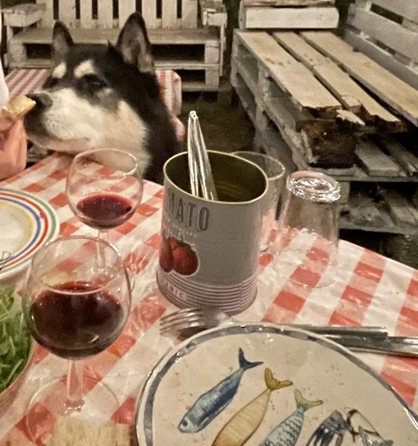 Le husky de la maison, à côté d'une table
